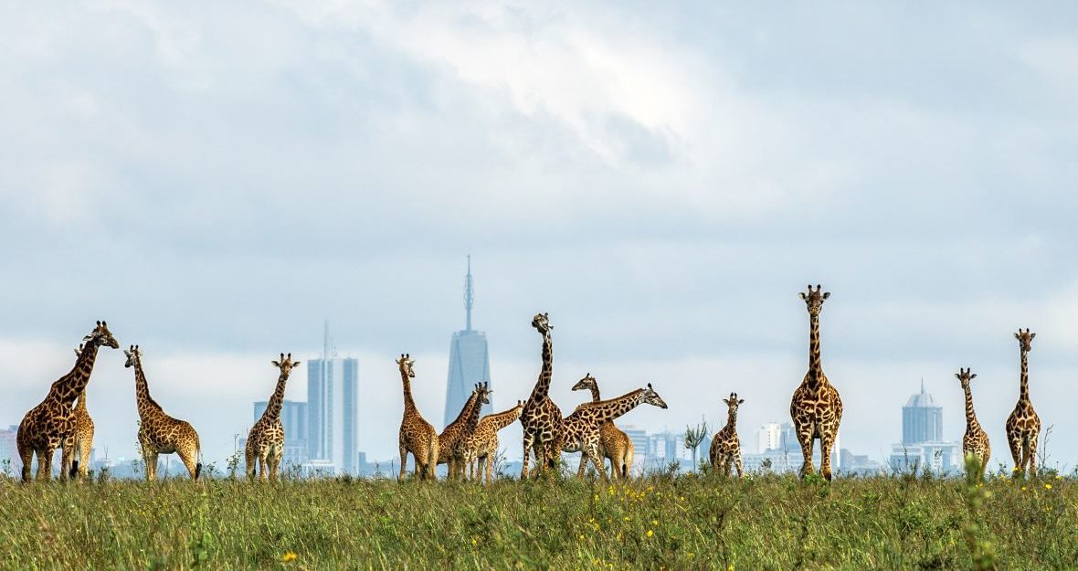 Nairobi National Park & City Highlights