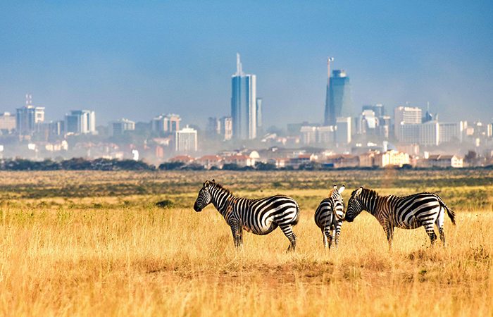 Nairobi National Park – Half-Day Private Safari