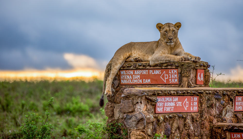 Nairobi National Park – Half-Day Group Tour